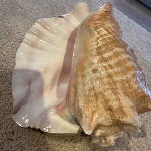 Large Natural Conch Shell